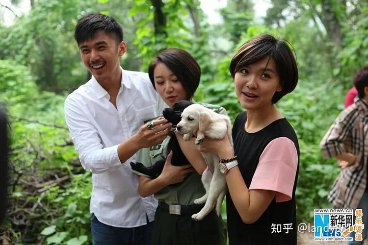 神犬奇兵38集免费观看大结局剧情解读,军犬情感催泪长尾关键词推荐