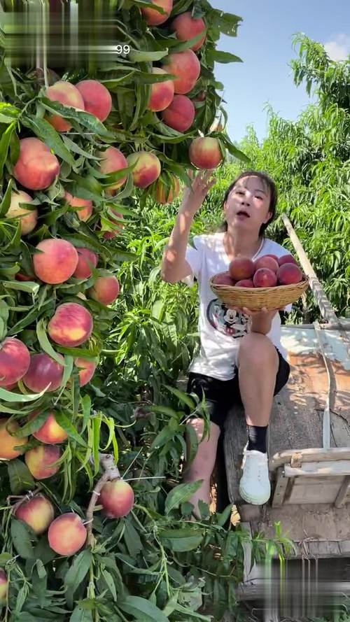 水蜜桃视频免费观看高清资源 | 在线播放平台推荐（2024最新）