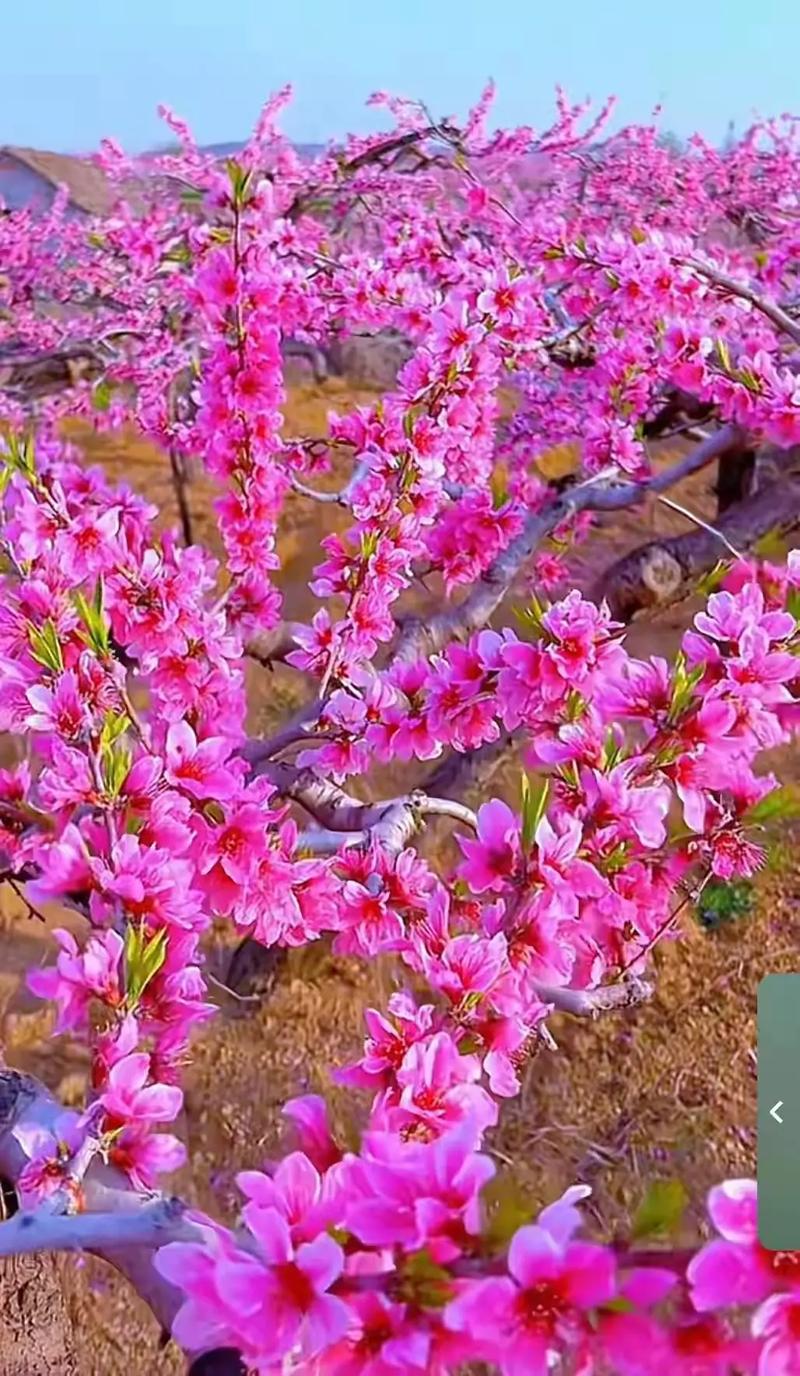 免费观看桃花视频全集高清在线 - 影视大片、热播剧集、经典电影一键畅享