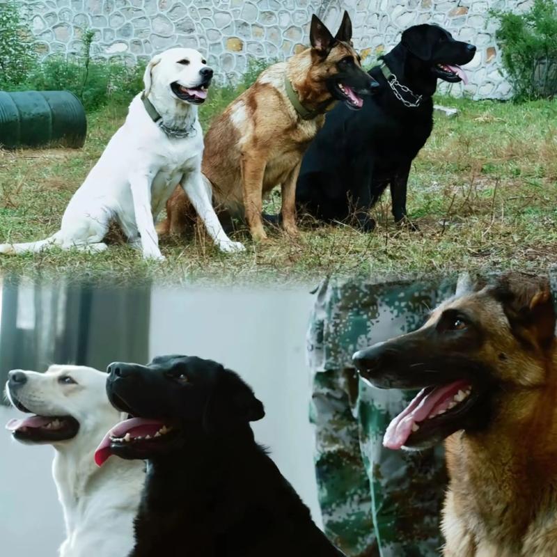 神犬奇兵在线观看免费全集高清,热血军旅人犬情缘剧情深度解析