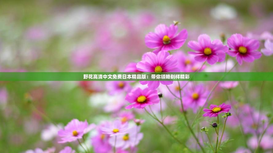 基于您提供的关键词,为您生成一个符合SEO规范且包含3个长尾词的标题:
**野花日本大全免费观看10中文:高清无删减版在线资源与最新更新合集**
(长尾关键词包含:高清无删减版、在线资源、最新更新合集)