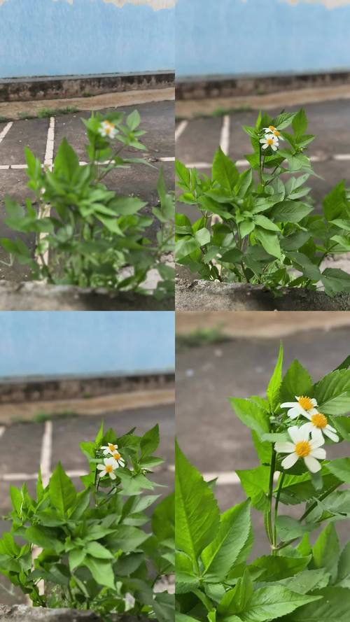 野花视频免费观看高清资源大全,最新热门影视在线免费追剧不卡顿