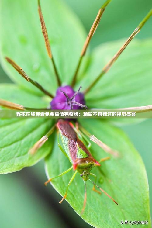 野花视频在线观看免费观看最新6 | 高清影视资源大全 | 热门剧集抢先看
