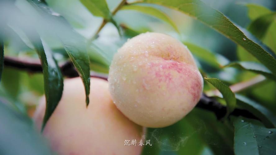 水蜜桃视频免费观看高清资源 | 在线播放平台推荐（2024最新）