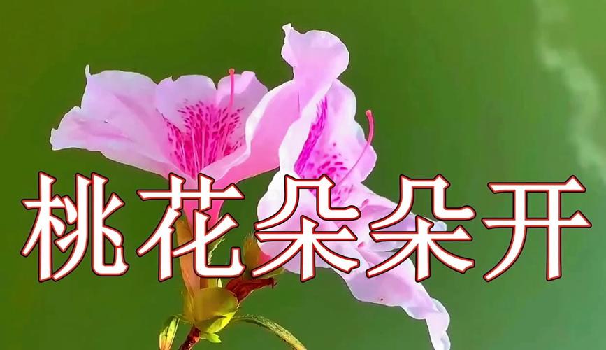刺客伍六七玄武国篇免费观看 | 玄武国剧情解析 | 高清完整版在线