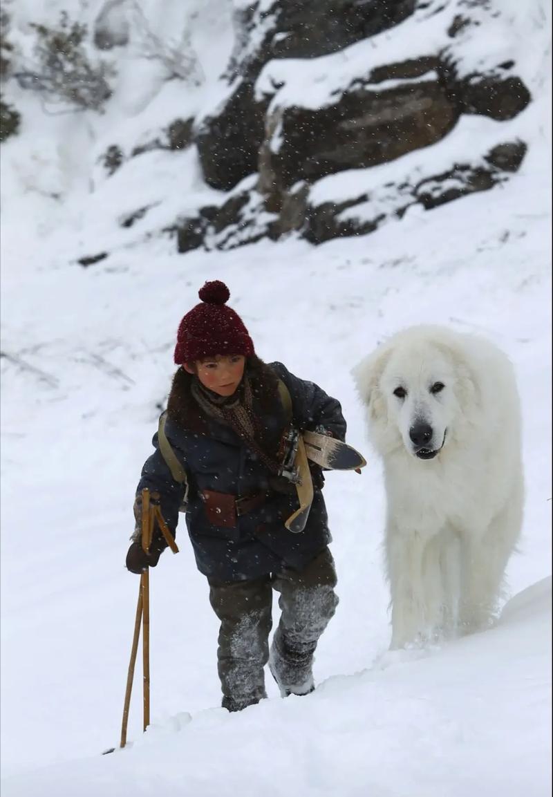 灵犬雪莉免费观看 | 高清完整版在线看,经典动物电影与治愈成长故事全收录