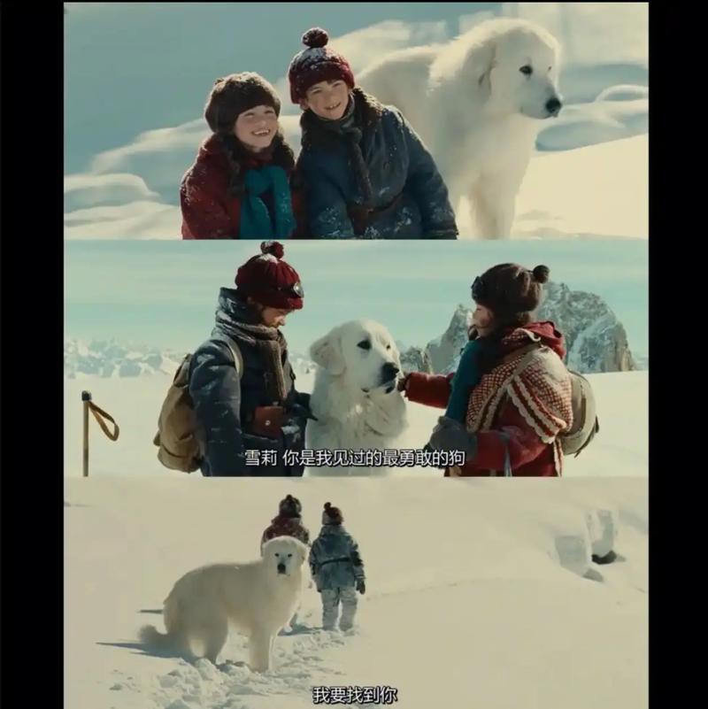 灵犬雪莉免费观看 | 高清完整版在线看,经典动物电影与治愈成长故事全收录