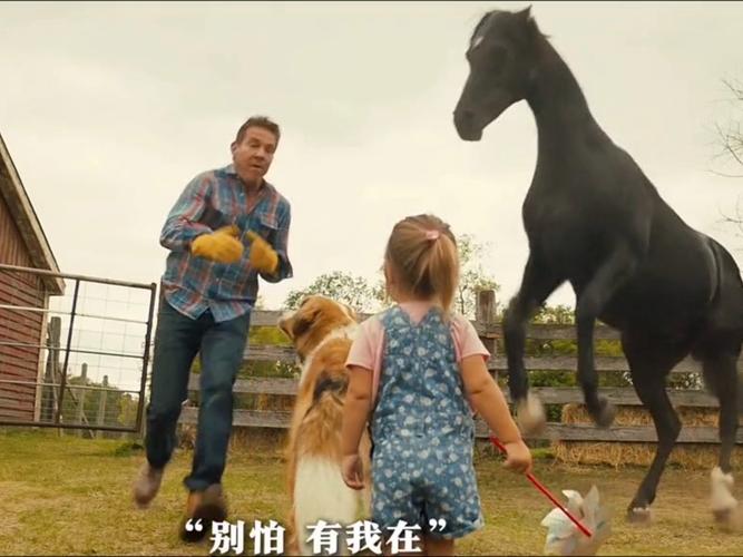 一条狗的使命2免费观看 | 高清完整版在线播放 | 催泪治愈宠物电影