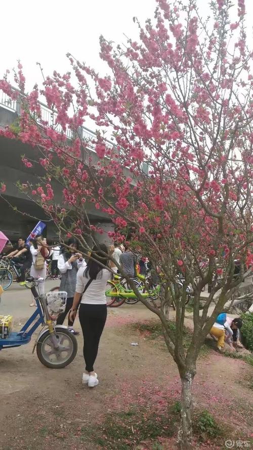 桃花社区免费观看在线观看|高清影视资源|最新热门剧集|免VIP在线追剧