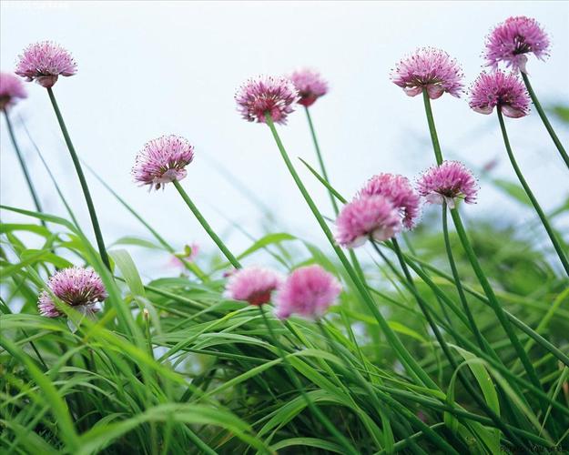 根据您的需求,为您生成一个包含3个长尾关键词的SEO标题:
**野花日本免费观看高清电影8:最新日剧资源在线播放,高清画质无广告畅享**
(长尾关键词:最新日剧资源、高清画质、无广告畅享)