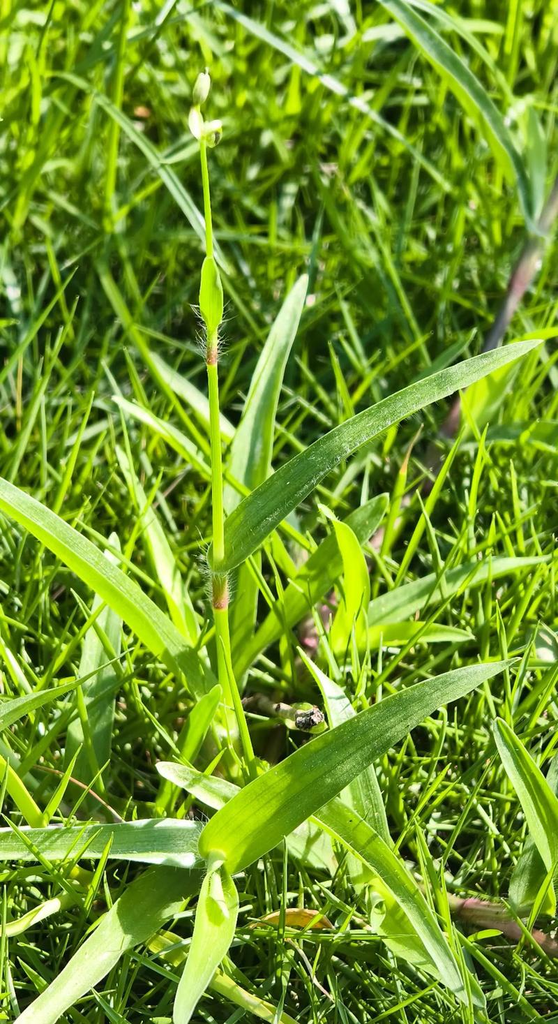 野草观看免费高清视频 - 免费追剧神器 | 最新影视资源 | 无广告在线观看