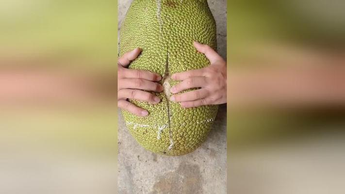 免费观看菠萝蜜视频大全:高清完整版在线播放,解锁热带水果种植与采摘全纪录