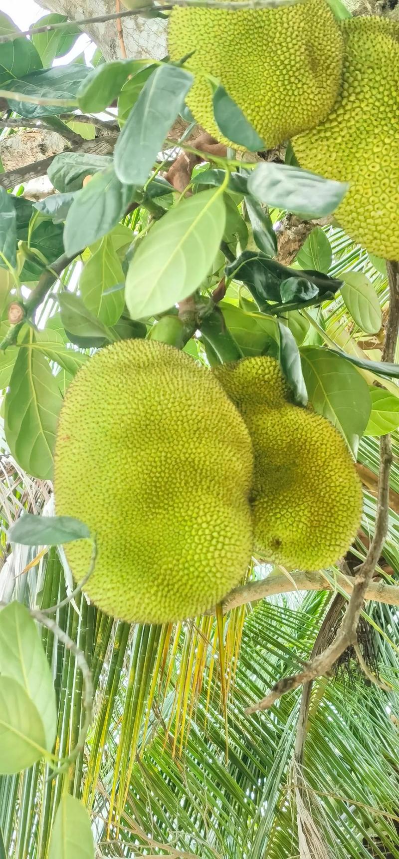 免费观看菠萝菠萝蜜高清视频在线观看 | 超清资源无广告畅享体验