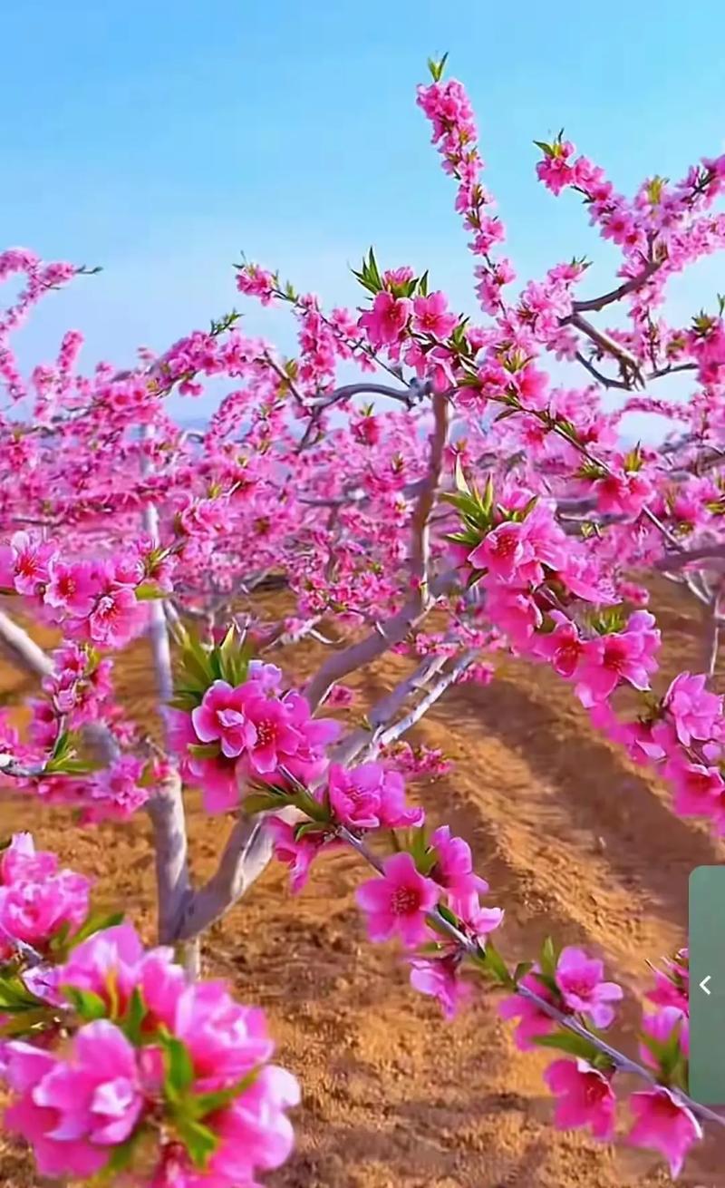 免费观看桃花视频全集高清在线 - 影视大片、热播剧集、经典电影一键畅享