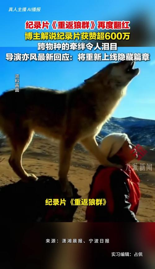 狼群在线观看免费完整版直播 | 高清无删减狼群纪录片全集 | 野生动物生存实录在线回放