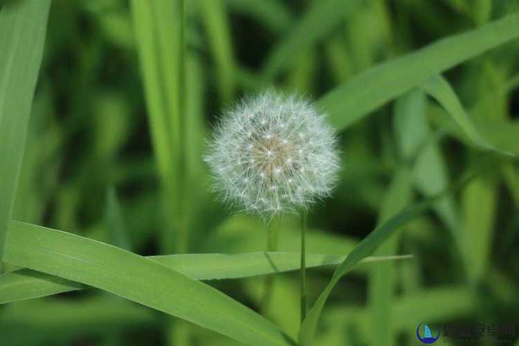 野花韩国视频免费观看神马,韩国野花视频免费在线看,野花视频神马高清资源