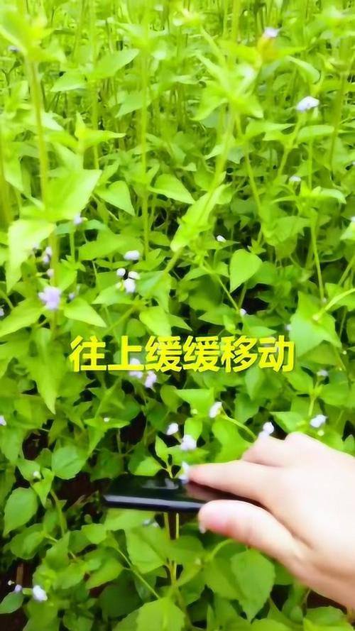 青青在线久青草免费观看 - 高清无广告观影平台,久青草影院最新资源聚合