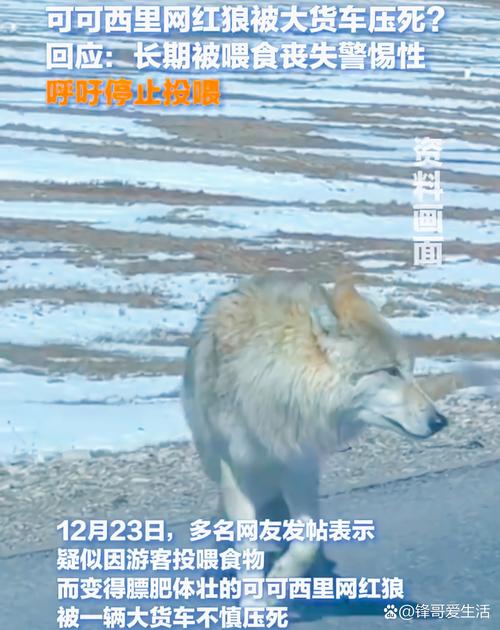 狼群在线观看免费完整版直播 | 高清无删减狼群纪录片全集 | 野生动物生存实录在线回放