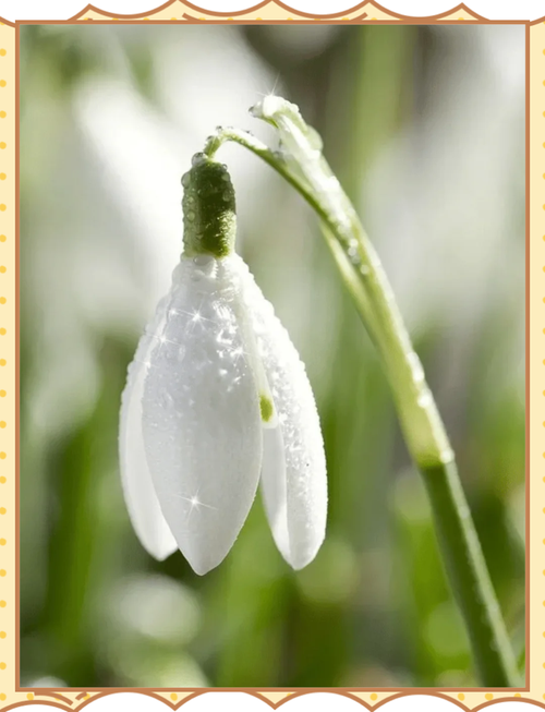 雪滴花免费观看 | 韩剧全集在线播放、高清资源、无删减版