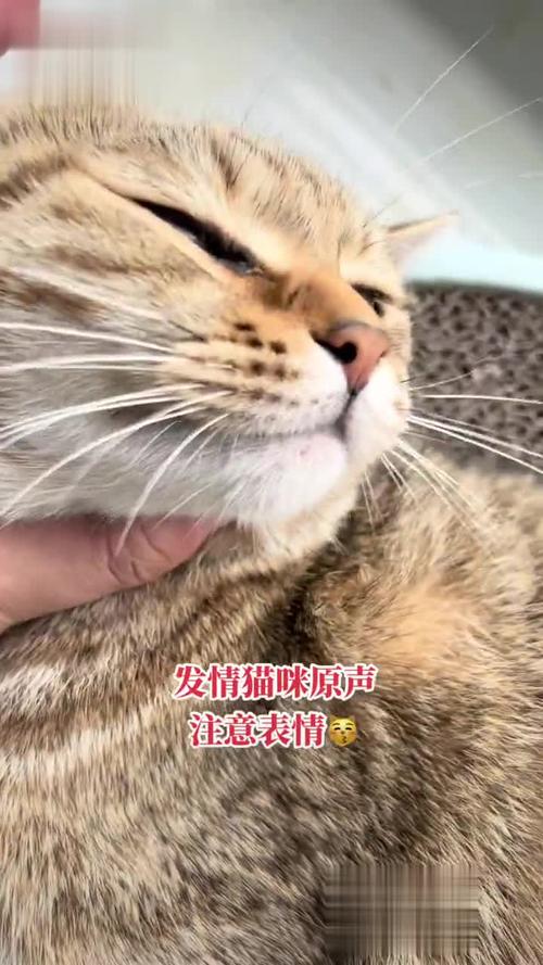千门江湖之诡面疑云免费观看 | 民国悬疑剧全集在线看 | 千门骗术与江湖恩怨揭秘