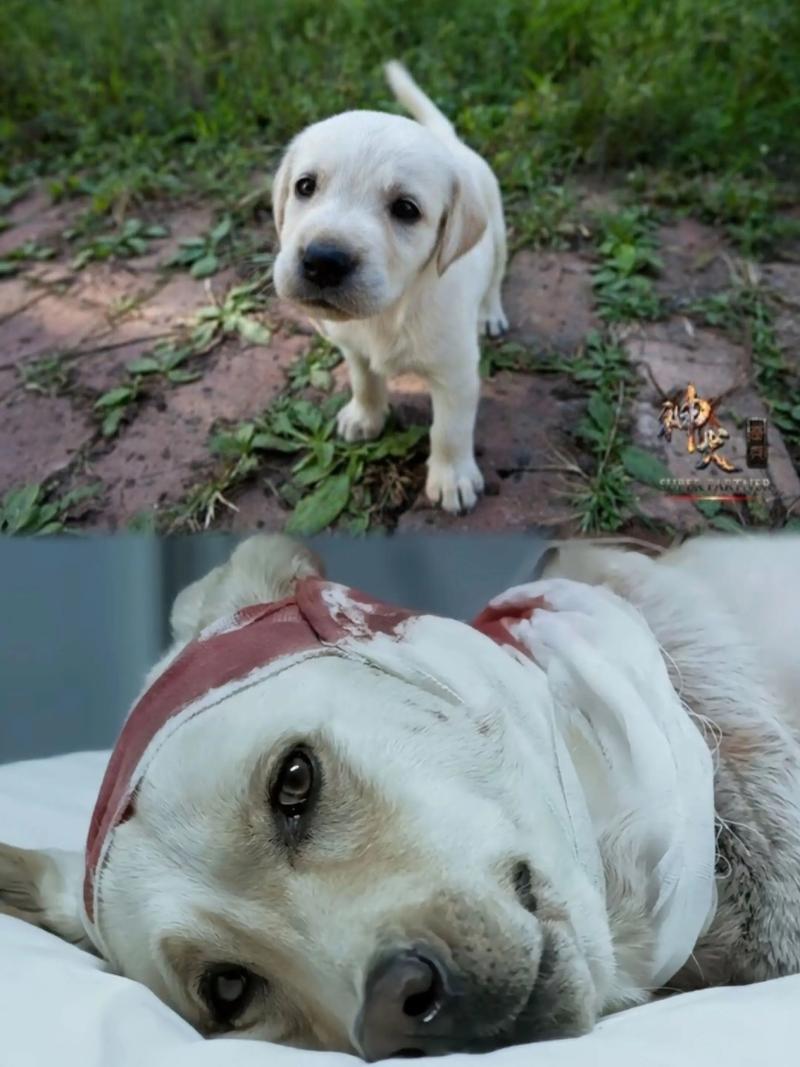 神犬奇兵电视剧全集免费观看:军犬热血作战,人与犬的感人羁绊在线看
