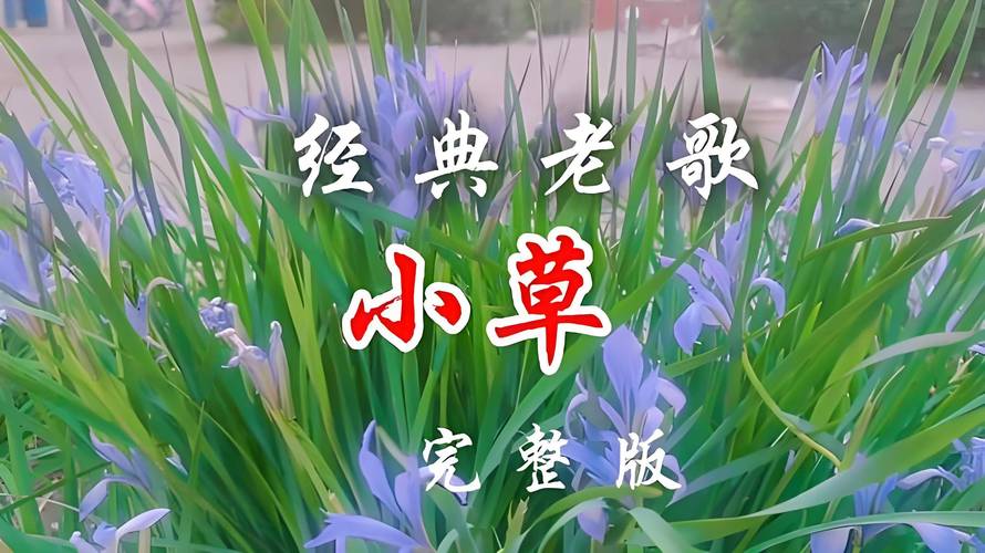 小草免费观看在线播放 - 高清影视资源免费追剧，最新热门大片在线畅享