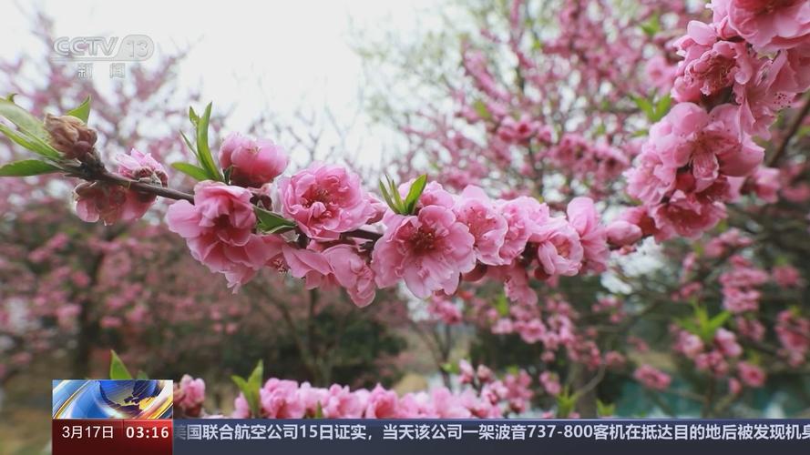 桃花直播免费观看视频在线播放 | 高清无卡顿、免费追剧、热门直播资源