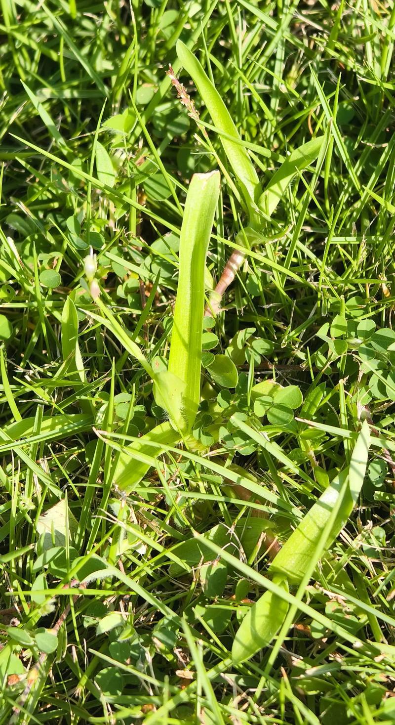 野草观看免费高清视频 - 免费追剧神器 | 最新影视资源 | 无广告在线观看