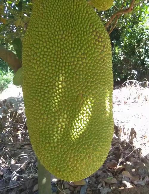 标题:菠萝菠萝蜜免费高清在线观看视频 | 在线观看视频平台 | 高清影视资源推荐