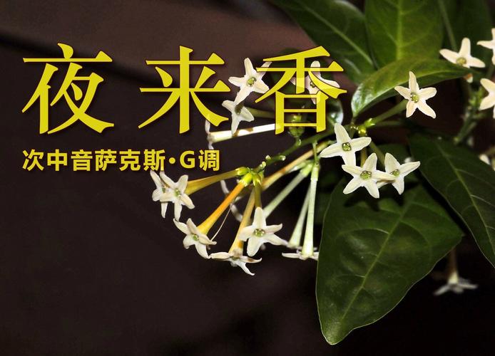 夜来香在线观看免费观看|高清完整版|热门夜来香影视在线免费看